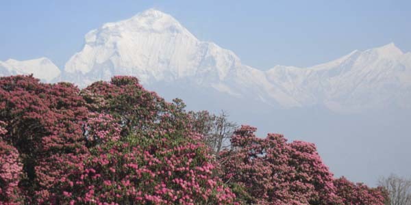 Les fleures du Rhododendran sur le trek Annapurna